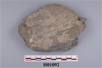 藏品(明海扇)的圖片